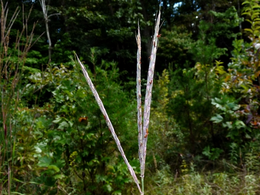 {Andropogon gerardii}